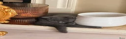 British Shorthair cats for sale: British Shorthair Boy - Champion Line - Advert 6