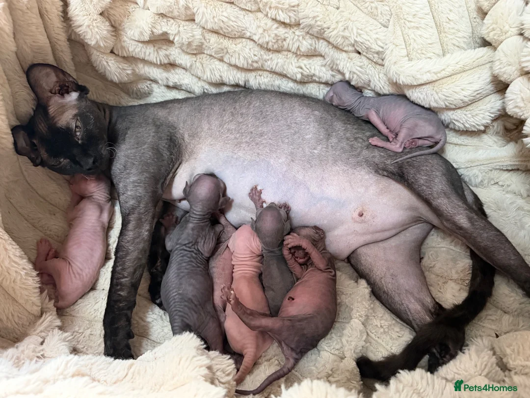 Sphynx cats for sale: TICA SPHYNX KITTENS  - Advert 1