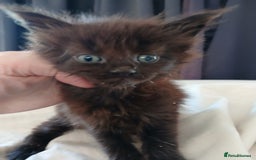 Maine Coon cats for sale: Beautiful girl!! TICA reg Maine Coon Ready Now!! in Diss - Image 10
