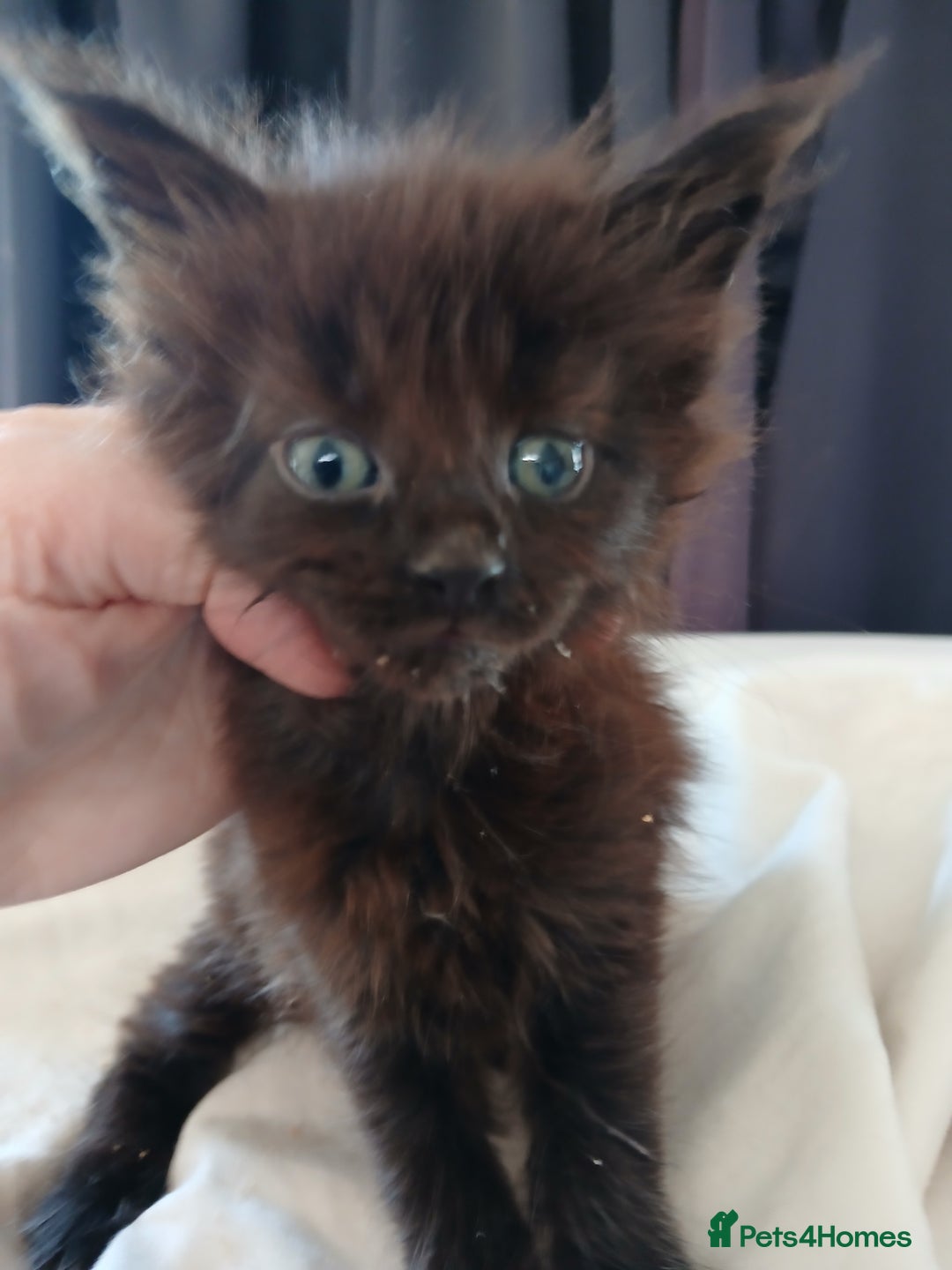 Maine Coon cats for sale: Beautiful girl!! TICA reg Maine Coon Ready Now!! in Diss - Image 10
