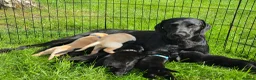 Labrador Retriever dogs for sale: Black and yellow labrador puppies - Advert 19