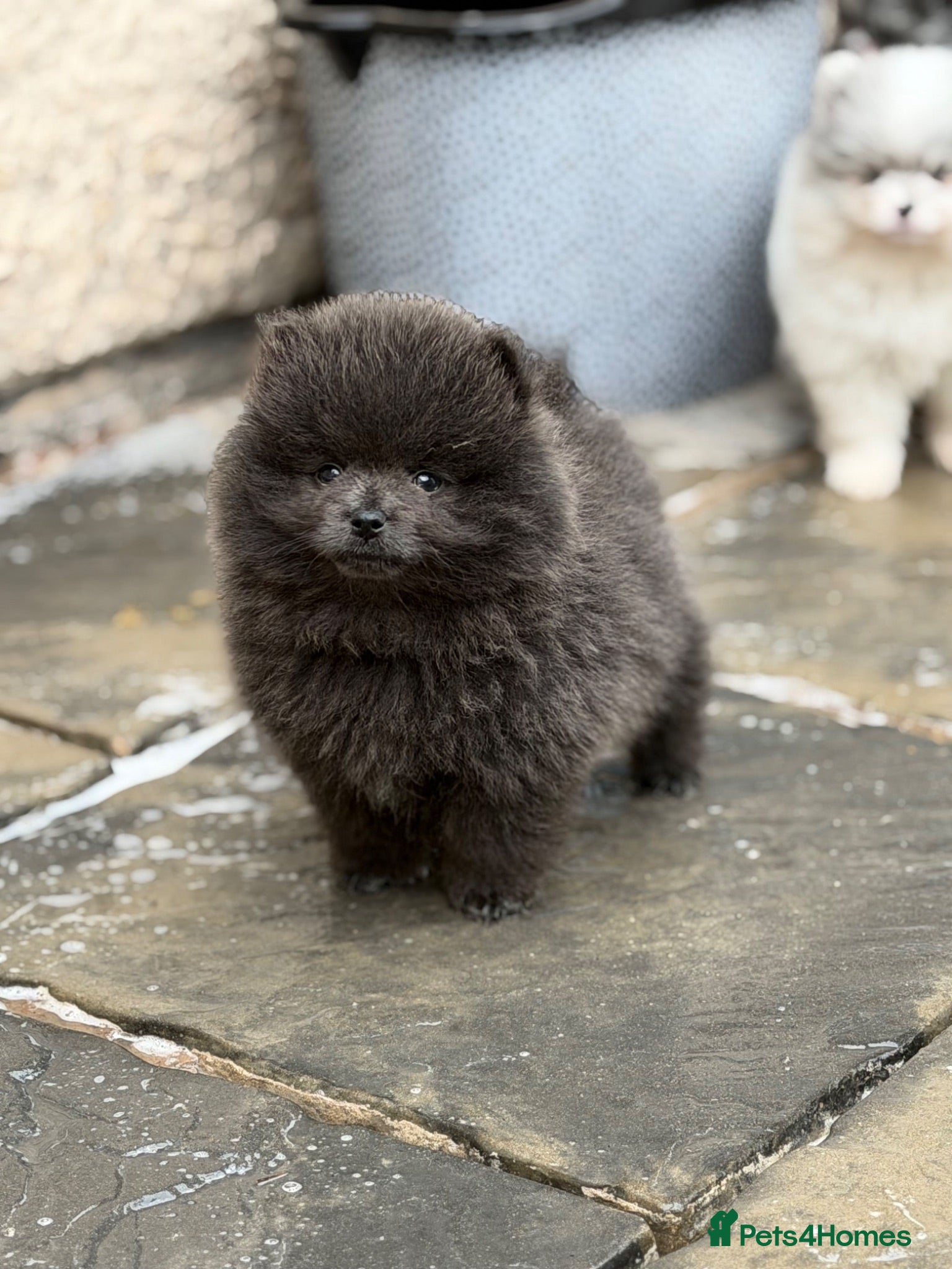 Pomeranian dogs 💙🏆true to type Pomeranian boy  READY NOW 💙🏆 - Advert 6