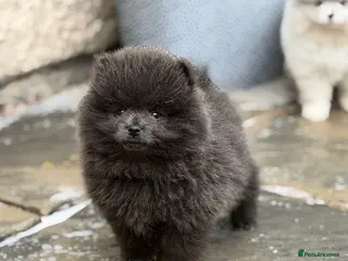 Pomeranian dogs 💙🏆true to type BLUE BEAR READY NOW 💙🏆 - Advert 6