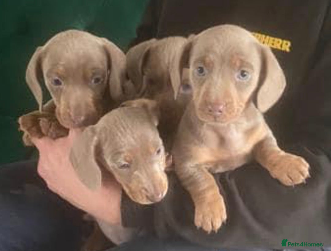 Miniature Dachshund dogs for stud: Isabella & Tan Miniature Daschund Stud - Image 10