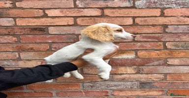 Cockapoo dogs in Kidderminster - Advert 6