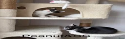 Mixed Breed cats for sale: Bobtail and Ragdoll mixed - Advert 24