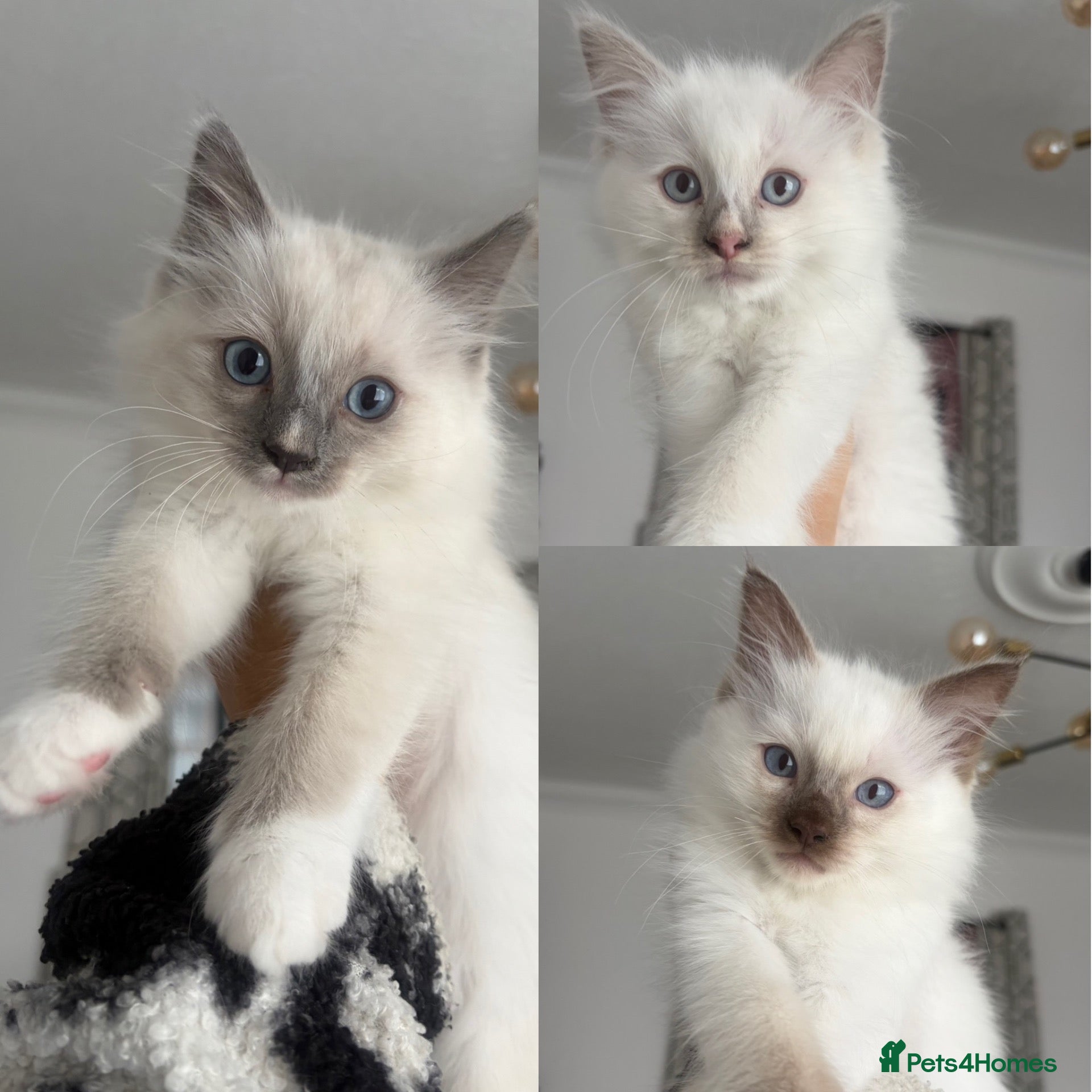 Ragdoll cats ⭐️ 🐾 PUREBRED MICROCHIPPED RAGDOLL KITTENS ❤️ - Advert 1