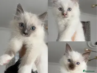 Ragdoll cats ⭐️ 🐾 PUREBRED MICROCHIPPED RAGDOLL KITTENS ❤️ - Advert 1