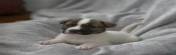 Mixed Breed dogs for sale: F1 American Bulldog x American Akita Puppies in London - Advert 18