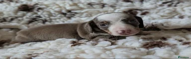 Miniature Dachshund Puppy 3