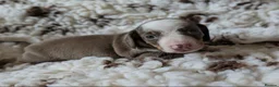 Miniature Dachshund dogs for sale: BEAUTIFUL MINIATURE DACHSHUND PUPPIES in Cramlington - Advert 6