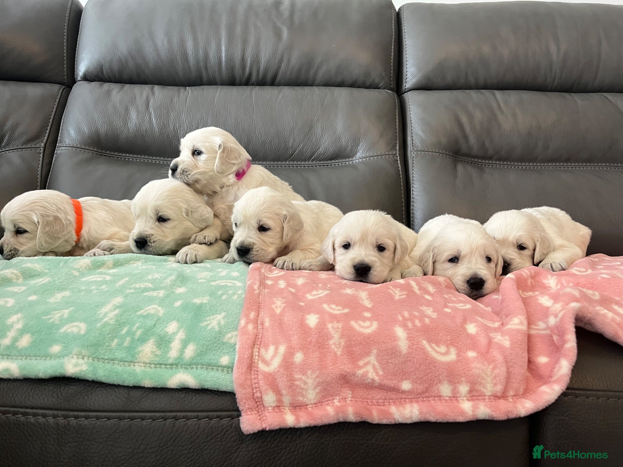 Golden Retriever dogs Old English Cream Golden Retriever Puppies  - Advert 1