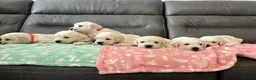 Golden Retriever dogs for sale: KC Old English Cream Golden Retriever Puppies  - Advert 1