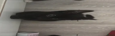 Black Kitten