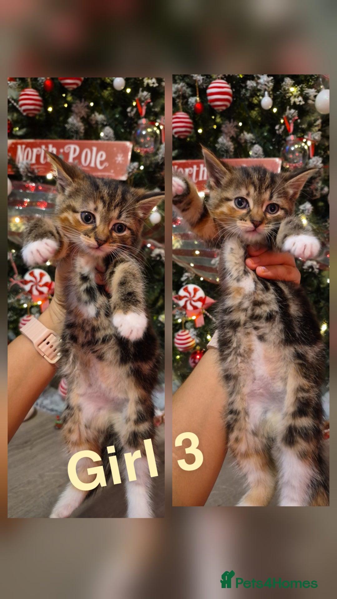 Mixed Breed cats for sale: Beautiful kittens 🐾 - Image 4