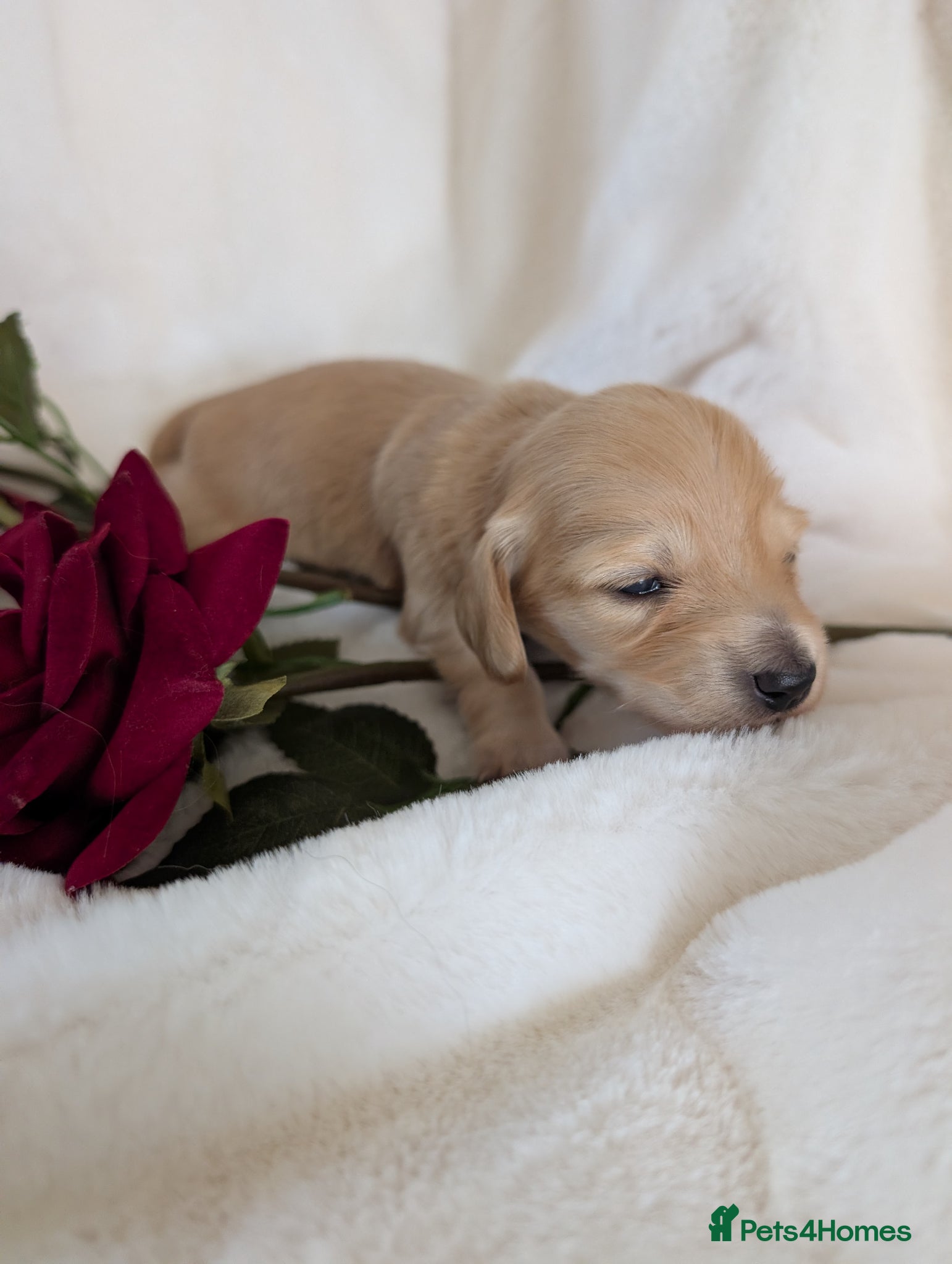 Miniature Dachshund dogs Stunning LH pra clear MD - Advert 14