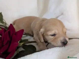 Miniature Dachshund dogs Stunning LH pra clear MD - Advert 14