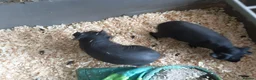 Guinea Pig rodents for sale: 3 male skinny pigs  - Advert 3