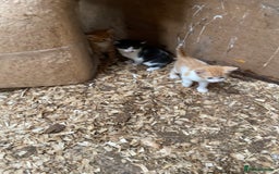 Mixed Breed cats for sale: Adorable Kittens  - Image 6