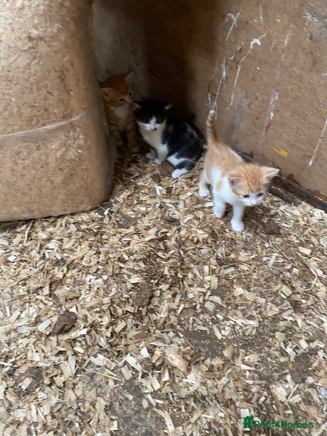 Mixed Breed cats for sale: Adorable Kittens  - Image 6
