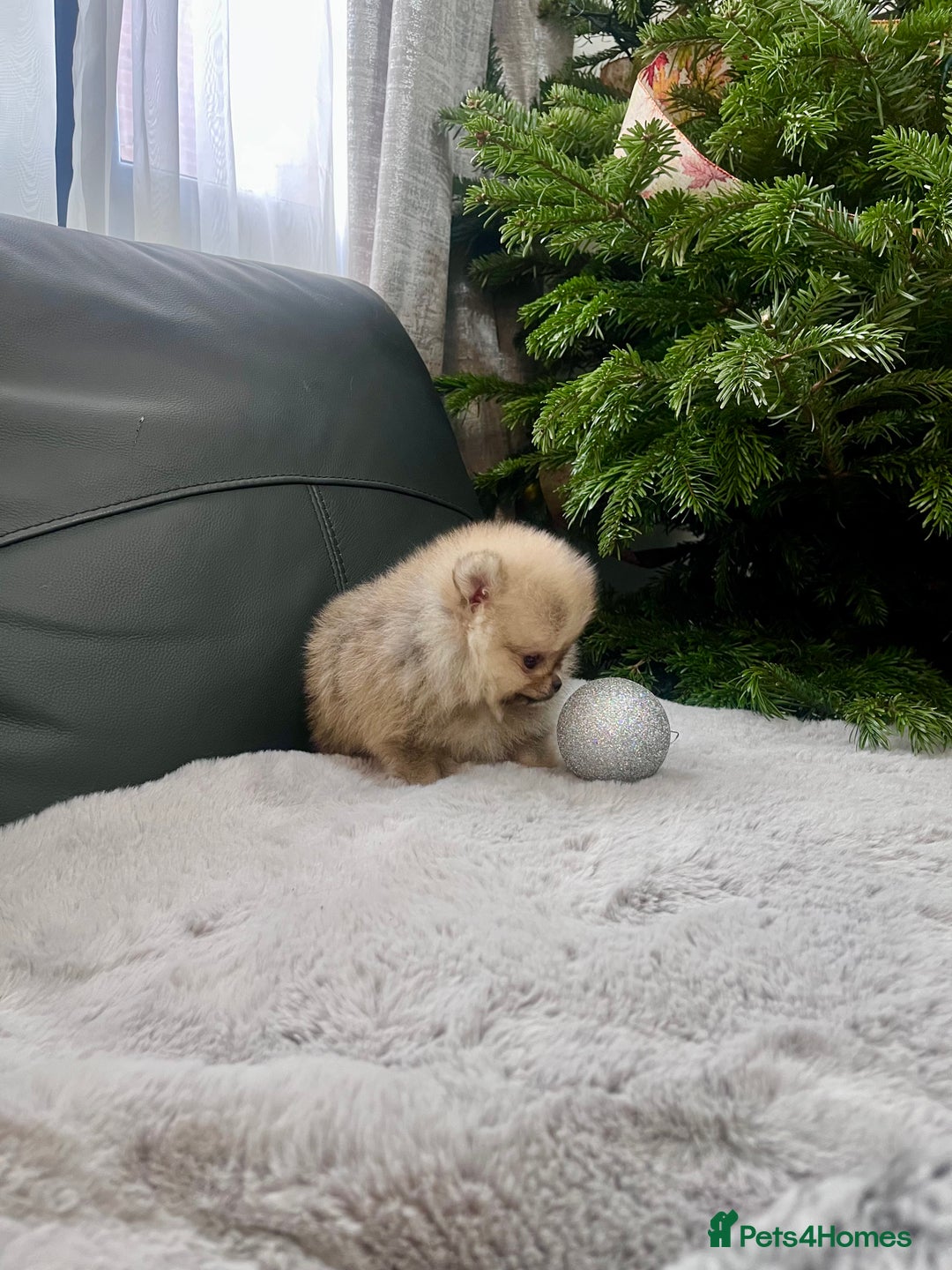 Pomeranian dogs for sale: 🔥Very Small 500gr.at 8weeks🐻Teddy Bear   - Advert 9