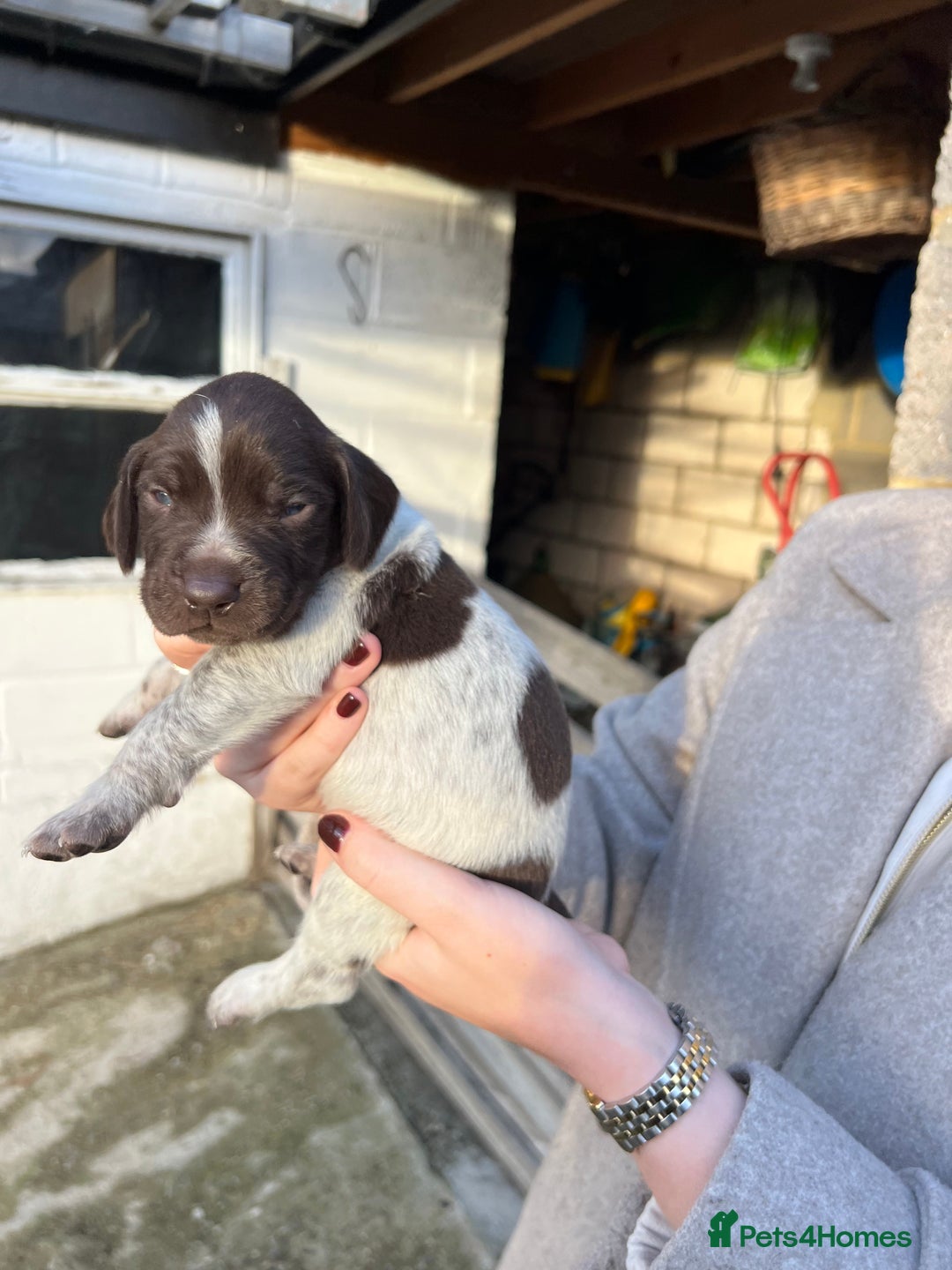 German Shorthaired Pointer dogs for sale: German Shorthaired Pointer Puppies–1 Boy, 1 Girl  - Advert 14