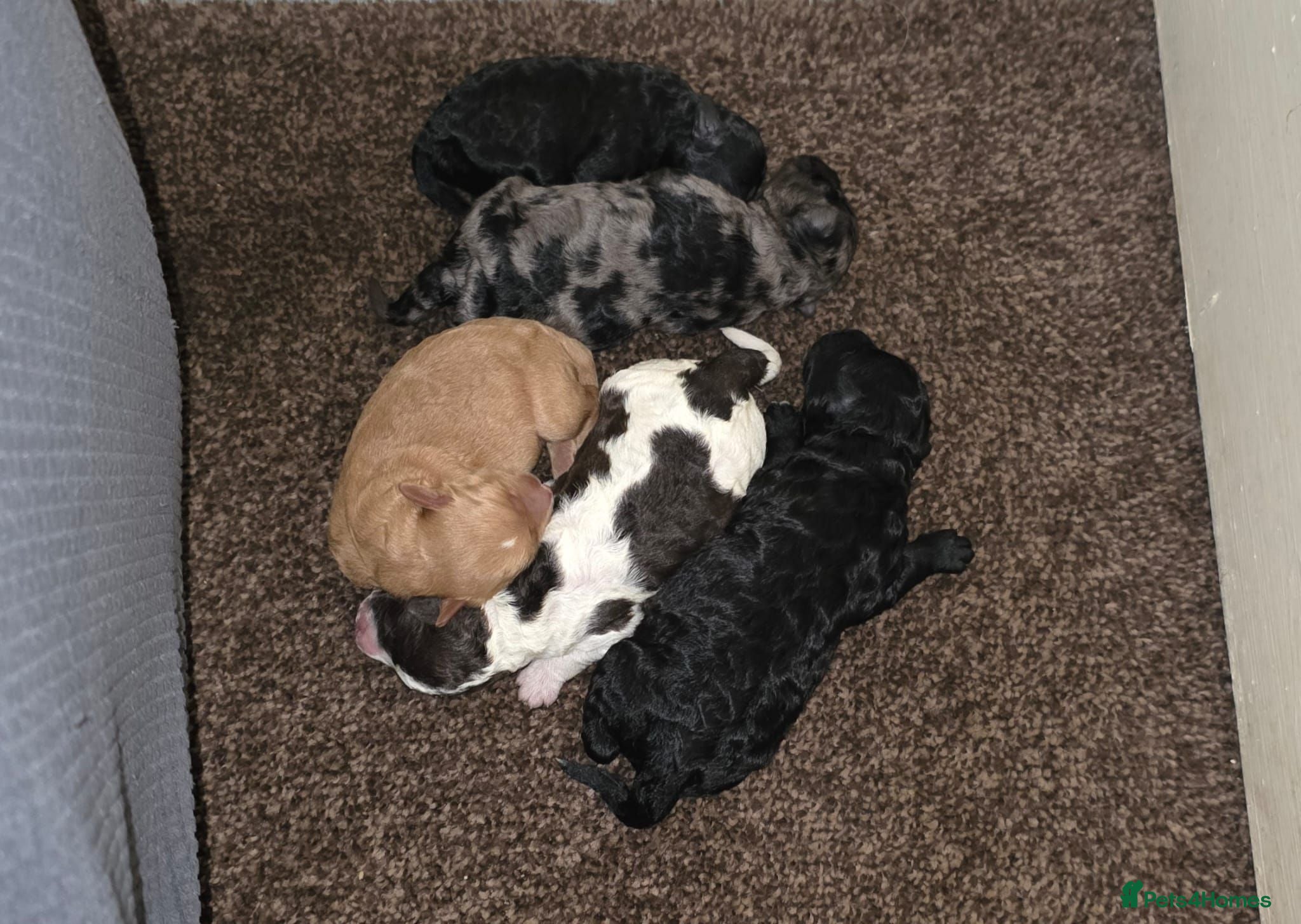 Shihpoo dogs Gorgeous Rare colours Shihpoo puppies - Advert 9