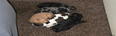 Shihpoo 3