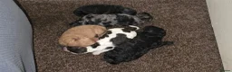 Shihpoo dogs for sale: Gorgeous Rare colours Shihpoo puppies in Bacup - Advert 1