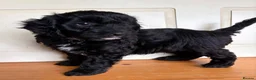 Cockapoo dogs for sale: Cockapoo puppies in Exeter - Advert 5