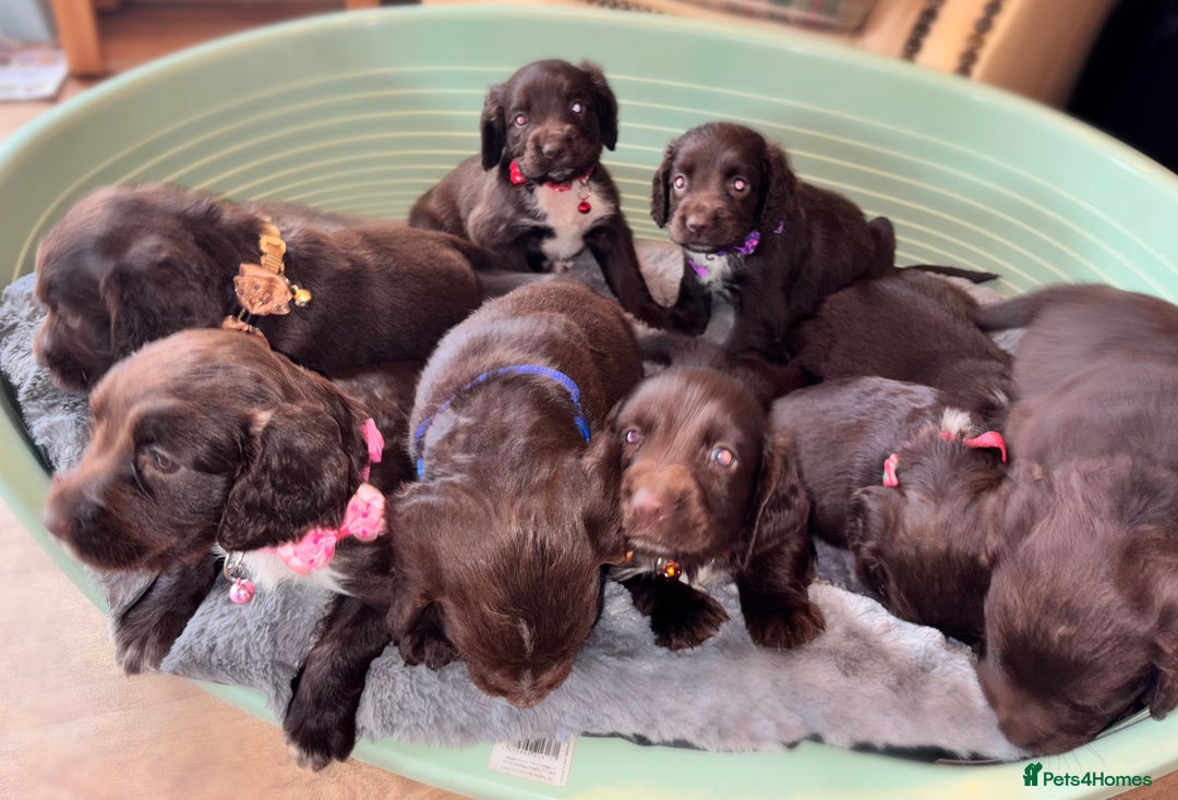 Sprocker dogs for sale: Beautiful litter of working type sprockers  - Image 13