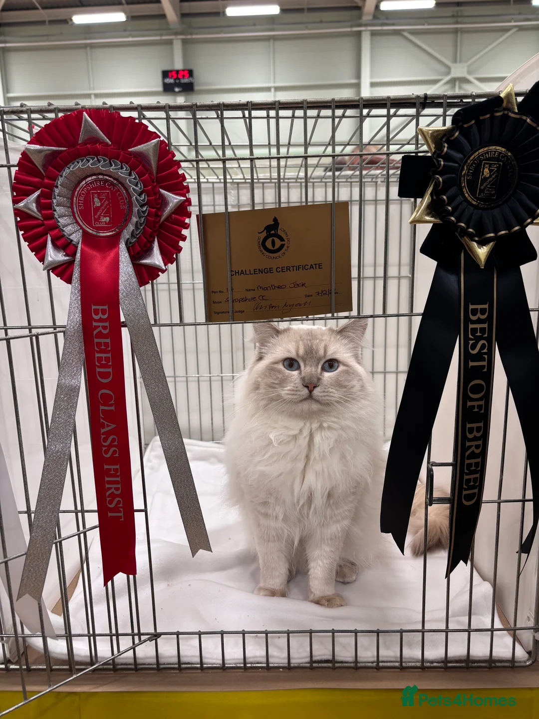 Ragdoll cats for stud: Dual registered GCCF GrCh Lilac Tabby Point - Advert 2