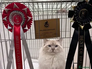 Ragdoll cats Dual registered GCCF Champion Lilac Tabby Point - Advert 15