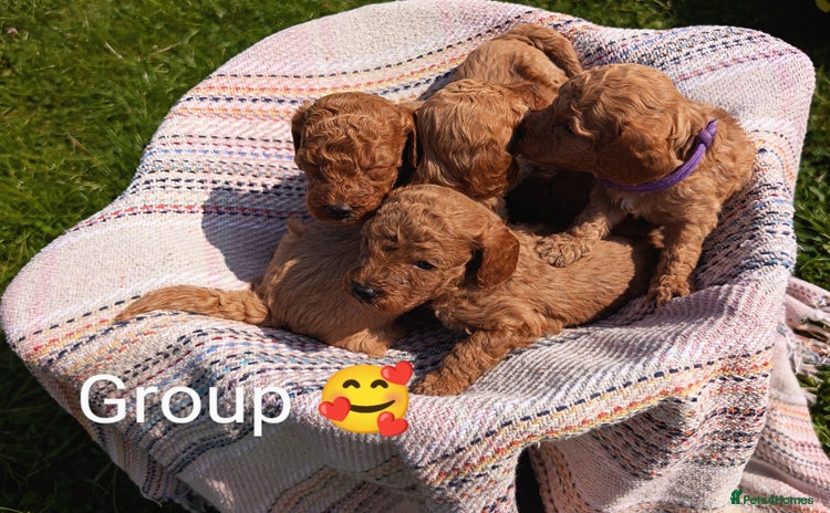 Miniature Poodle dogs - Advert 1