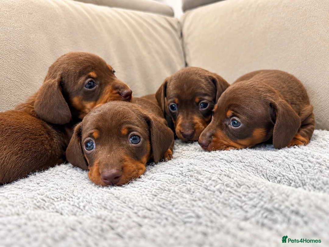 Miniature Dachshund dogs for sale: KC registered MINIATURE DACHSHUND GIRLS - Advert 2