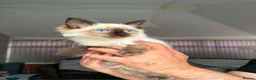 Ragdoll cats for sale: Ragdoll male kittens  - Advert 2