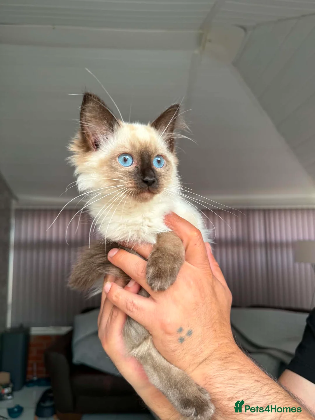 Ragdoll cats for sale: Ragdoll male kittens  - Advert 2