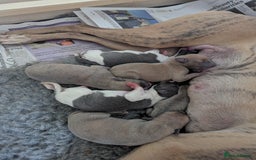 Whippet dogs for sale: Whippet Puppies for sale - Image 4