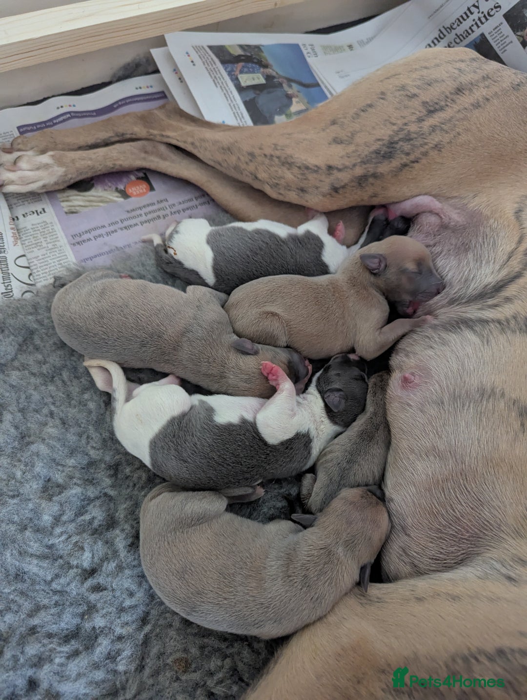 Whippet dogs for sale: Whippet Puppies for sale - Image 4