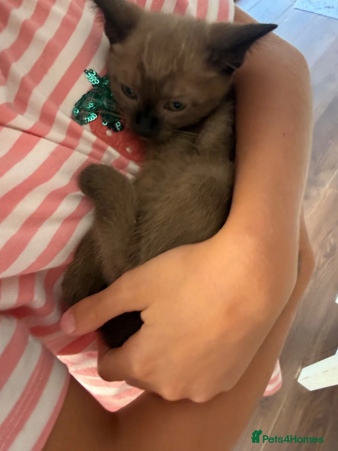 Burmese cats for sale: Beautiful Burmese cross kittens 2 left in Colchester - Advert 2