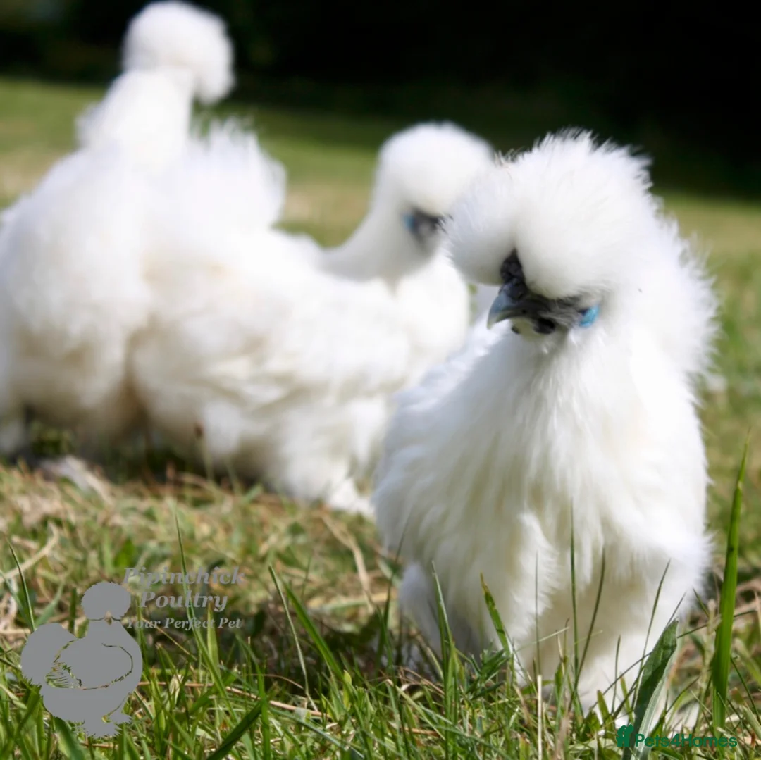 Chickens poultry for sale: Chickens For Sale, Various Breeds - Advert 11