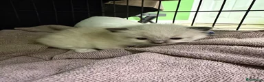 Ragdoll 3