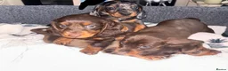 Dachshund dogs for sale: Miniature dachshund puppies 🐶long: smooth hair  - Advert 17