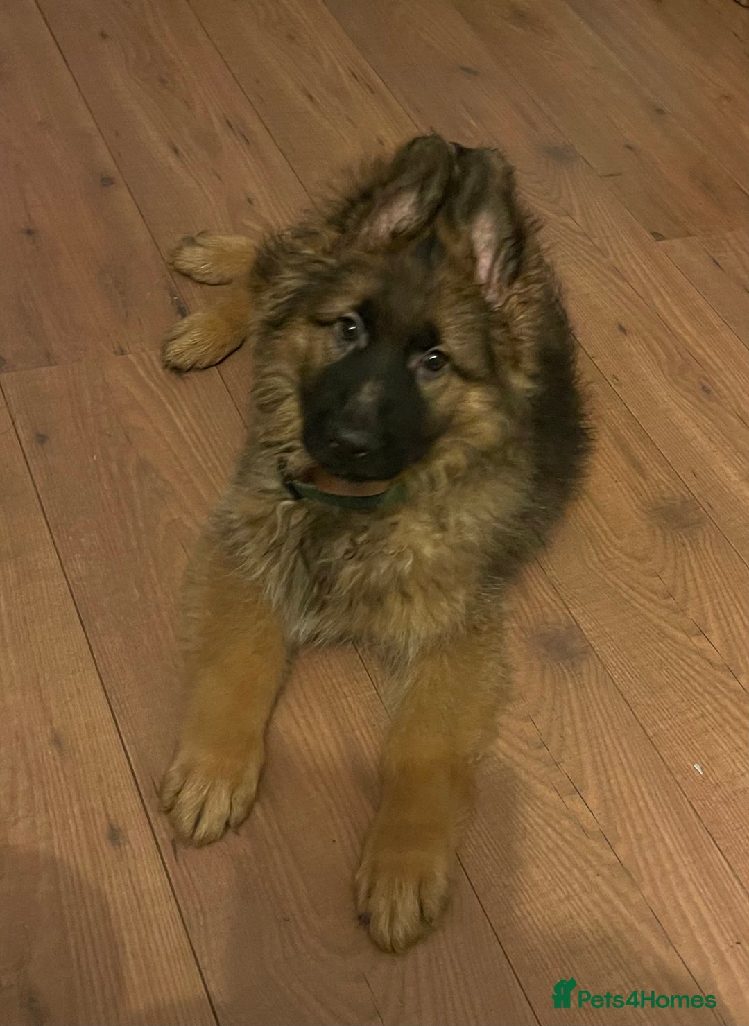 German Shepherd dogs for sale: German Shepherd MALE - Huge  - Advert 15