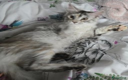 Maine Coon cats for sale: MAINE COON TICA REGISTERED KITTENS READY NOW  - Image 16