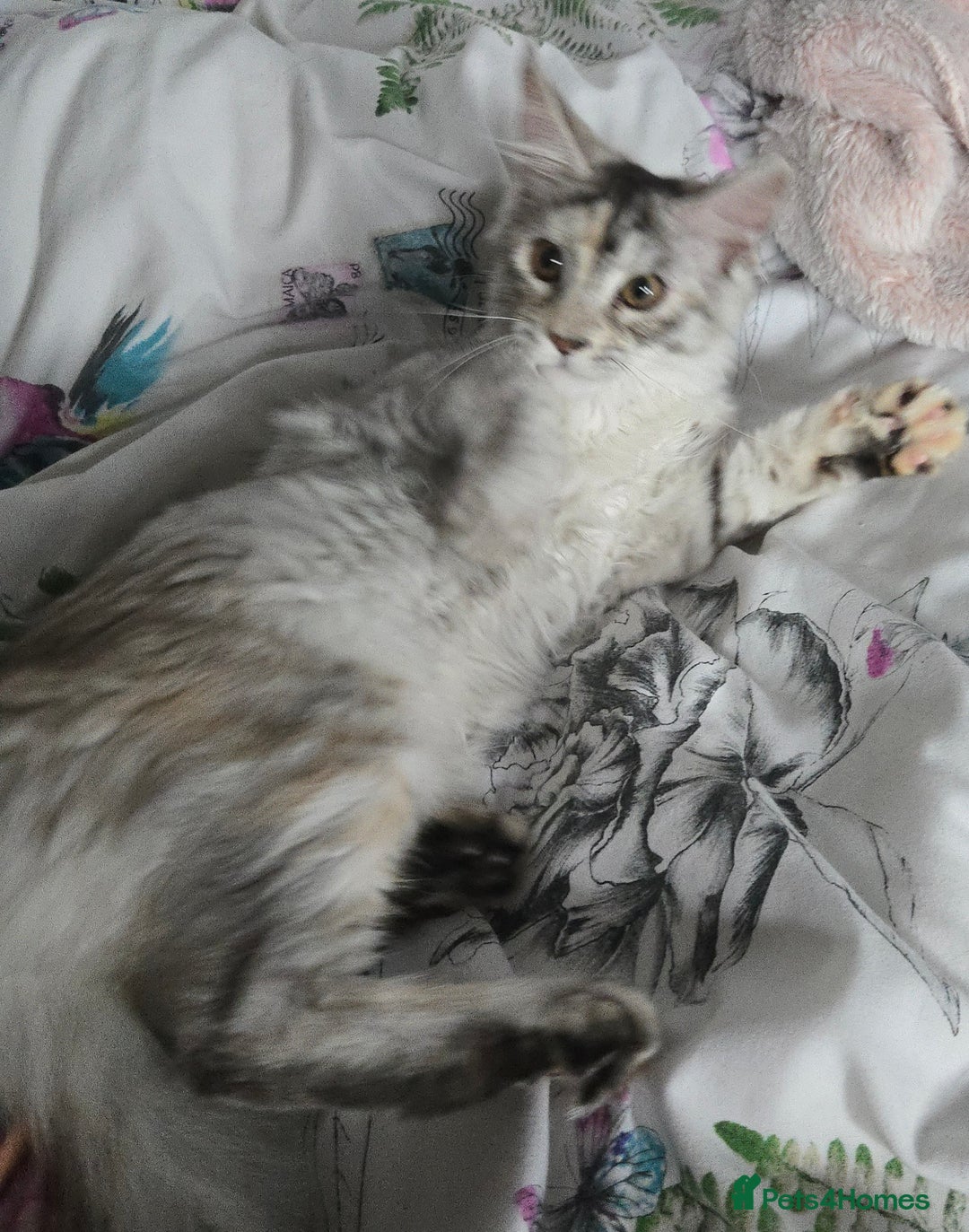 Maine Coon cats for sale: MAINE COON TICA REGISTERED KITTENS READY NOW  - Image 16