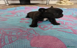 French Bulldog dogs for sale: French puppy's  - Image 2