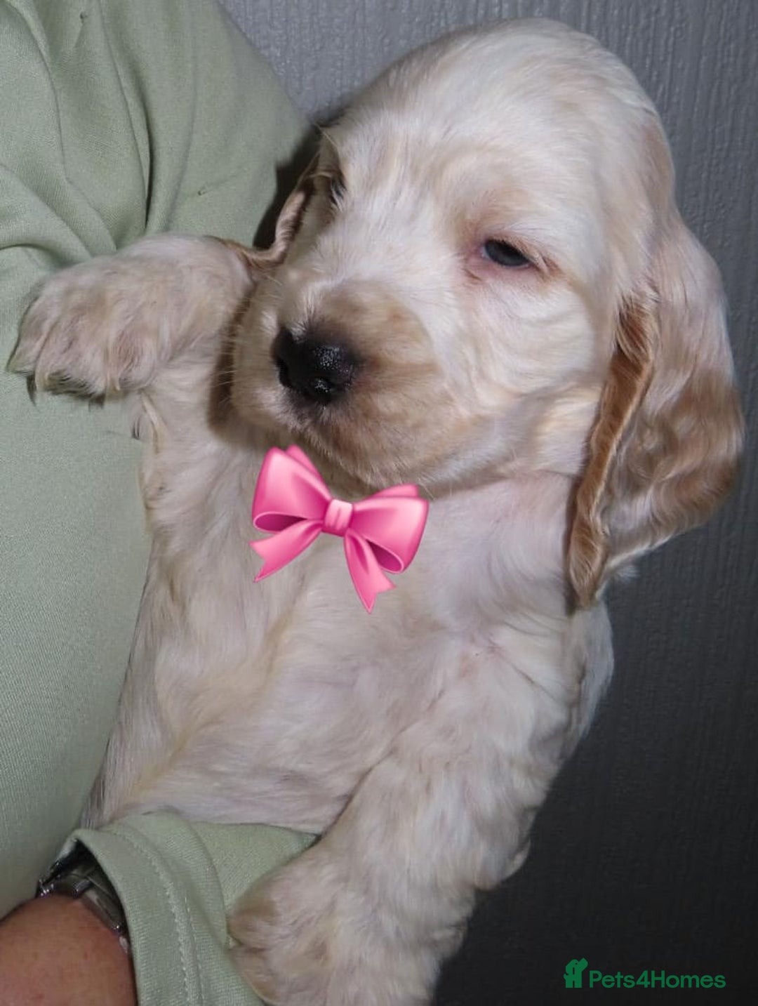 Cocker Spaniel dogs for sale: 🏆🏆Show Type Cocker Spaniel 🏆 - Advert 29