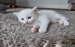 Domestic Shorthair cats for sale: Kittens for sale  - Image 3