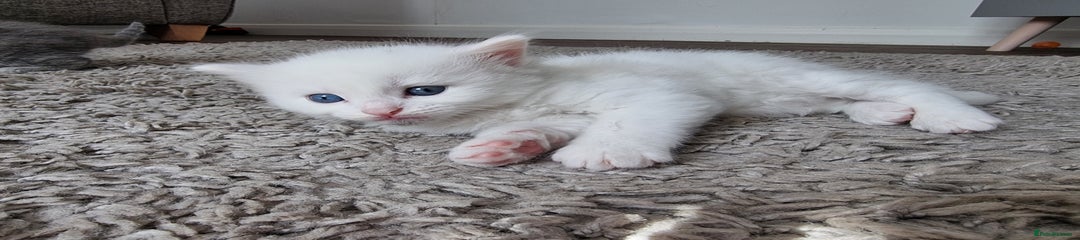 Domestic Shorthair Kitten 1